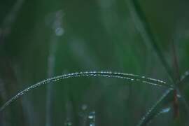 Reggeli cseppecskék