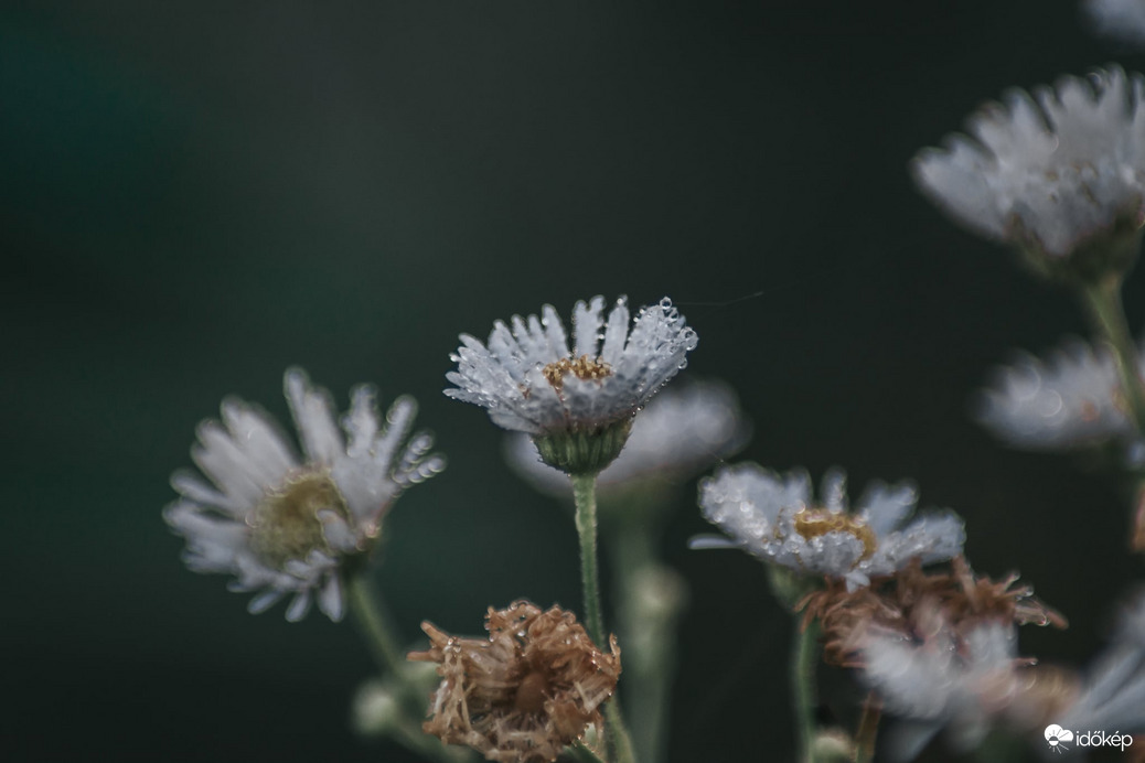 Reggeli cseppecskék