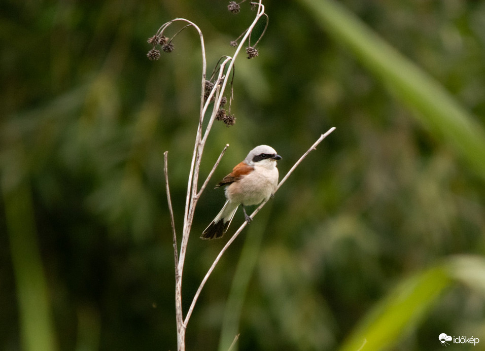 Tövisszúró gébics 