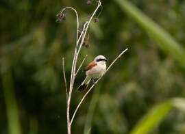 Tövisszúró gébics 