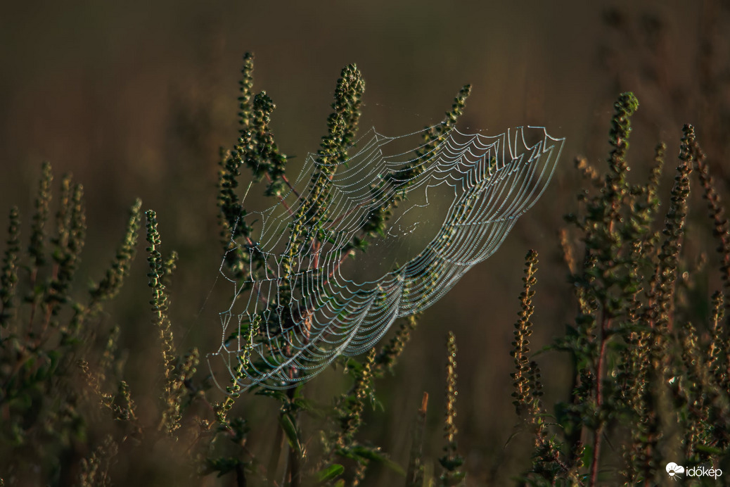 Reggeli cseppecskék