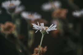 Reggeli cseppecskék