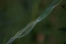 Reggeli cseppecskék