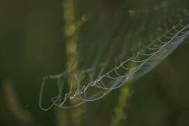 Reggeli cseppecskék