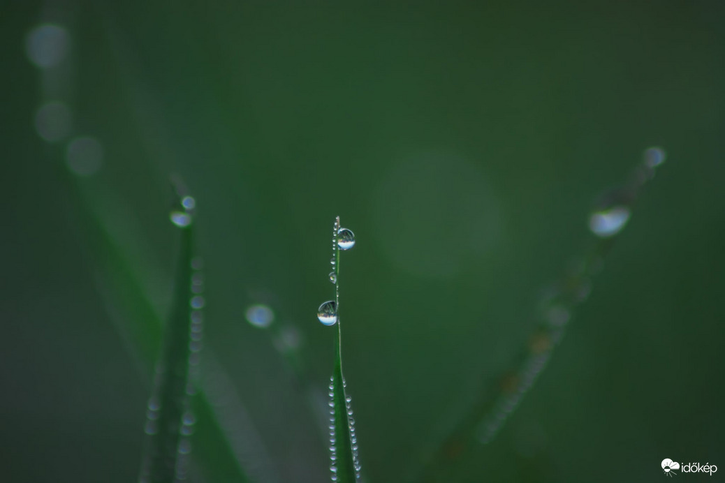 Reggeli cseppecskék