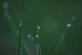 Reggeli cseppecskék