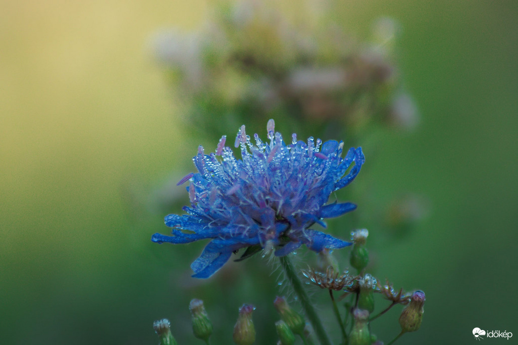 Reggeli cseppecskék