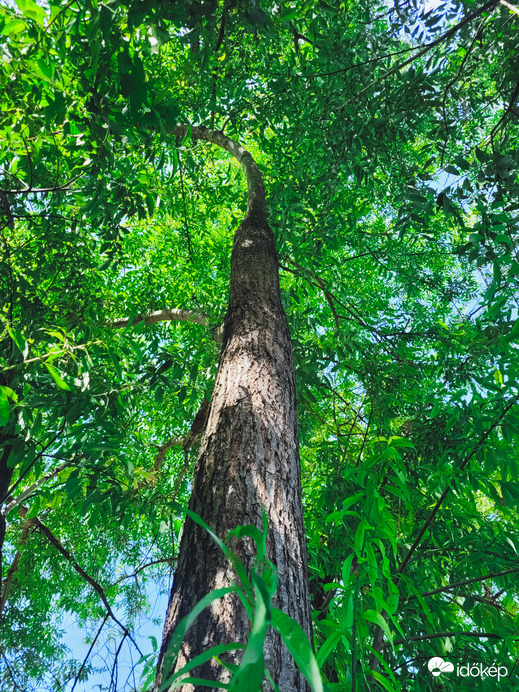 Nincs is jobb mint megpiheni egy fa alatt.