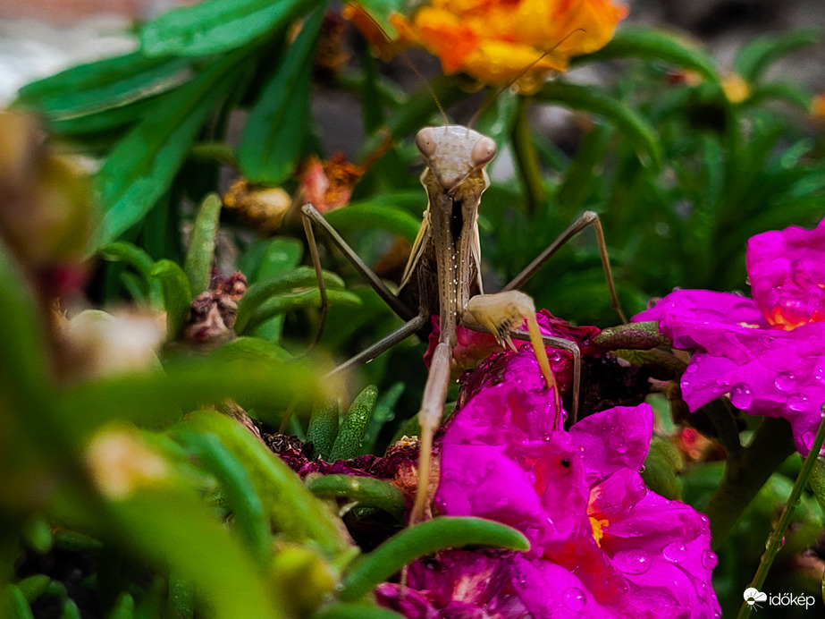 Nem sikerült elbújnia