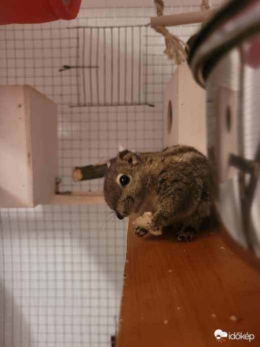 Hagyjál már enni...