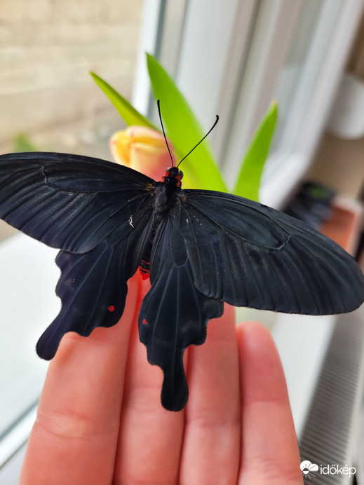 Pachliopta kotzebuea