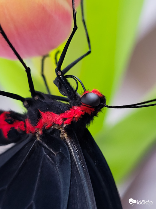 Pachliopta kotzebuea