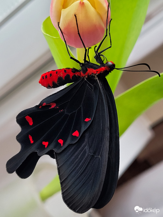 Pachliopta kotzebuea