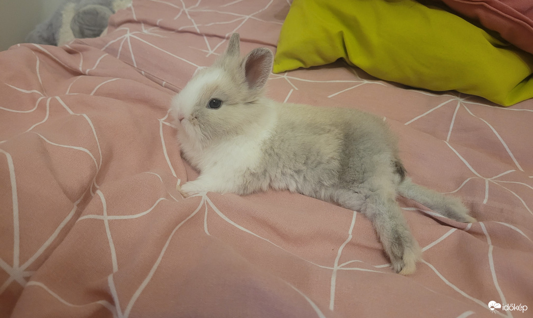 Zsebi és a kényelem 