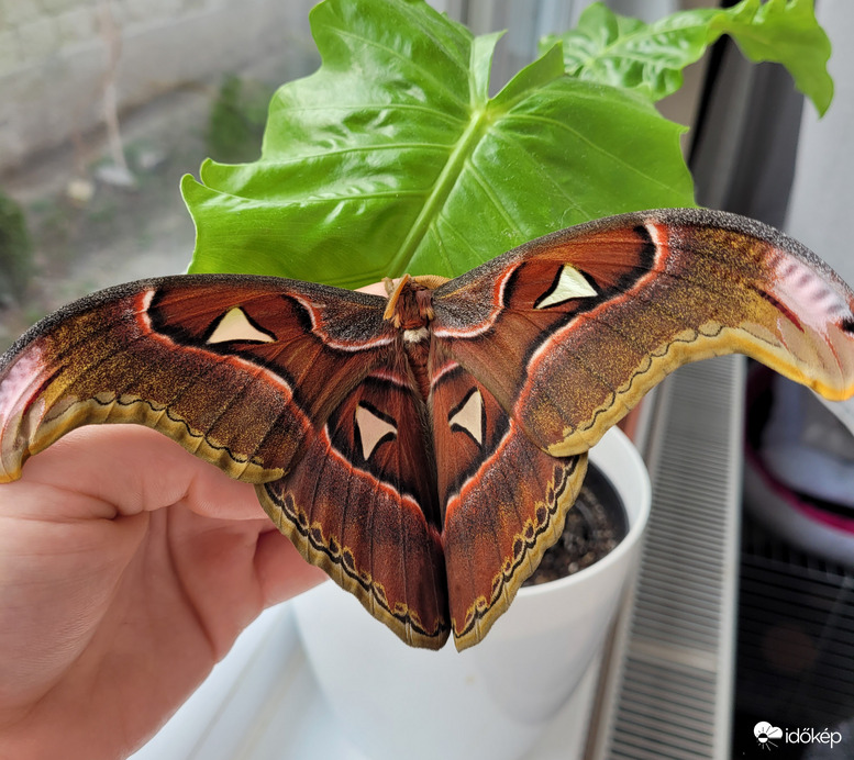 Attacus lorquinii