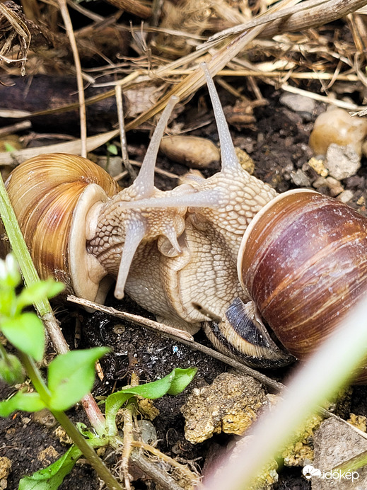 Csiga szerelem 