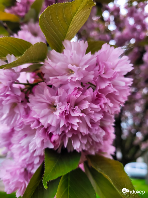 Japán díszcseresznye