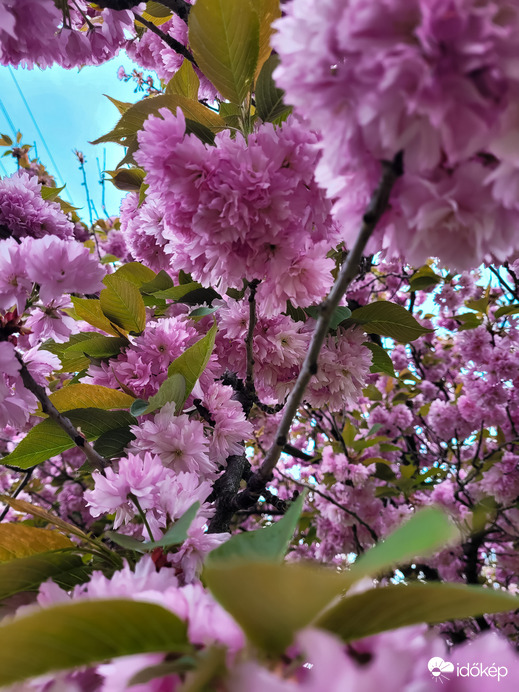 Japán díszcseresznye