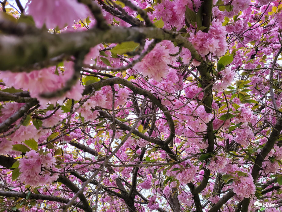 Japán díszcseresznye