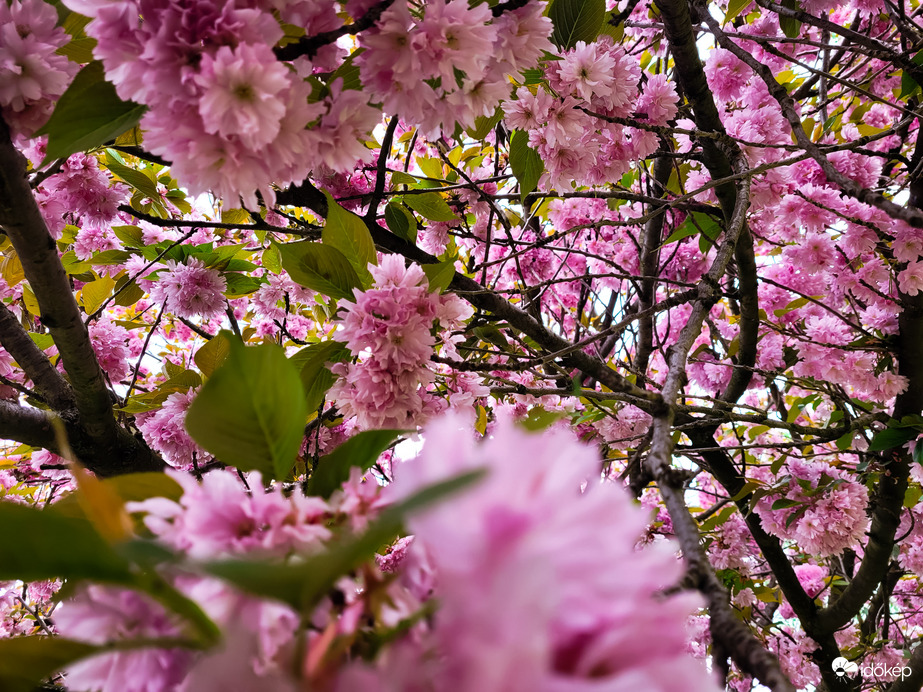 Japán díszcseresznye