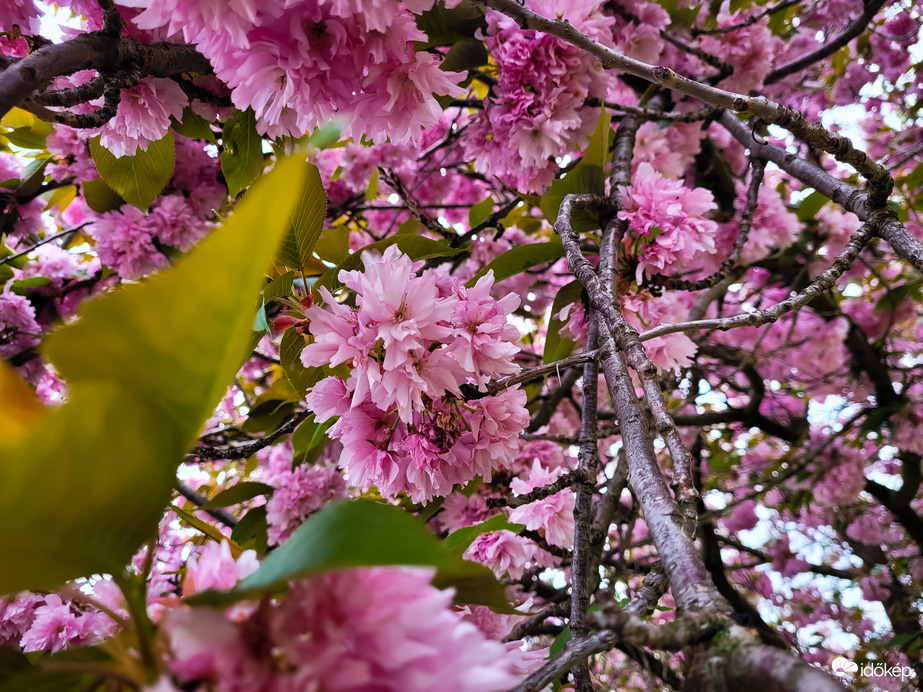 Japán díszcseresznye
