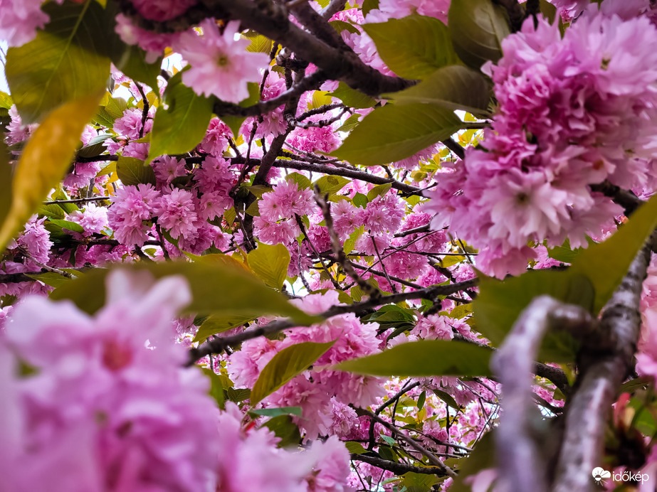 Japán díszcseresznye