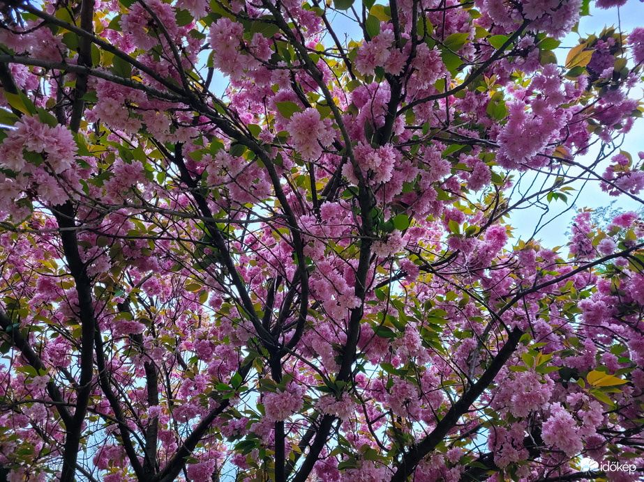 Japán díszcseresznye