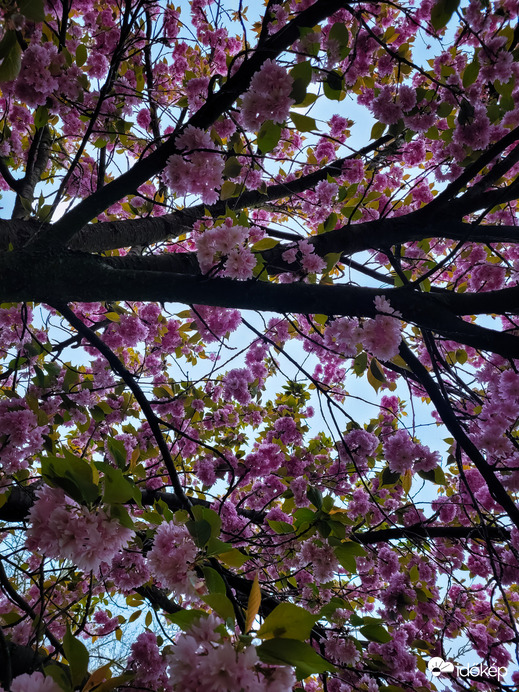 Japán díszcseresznye