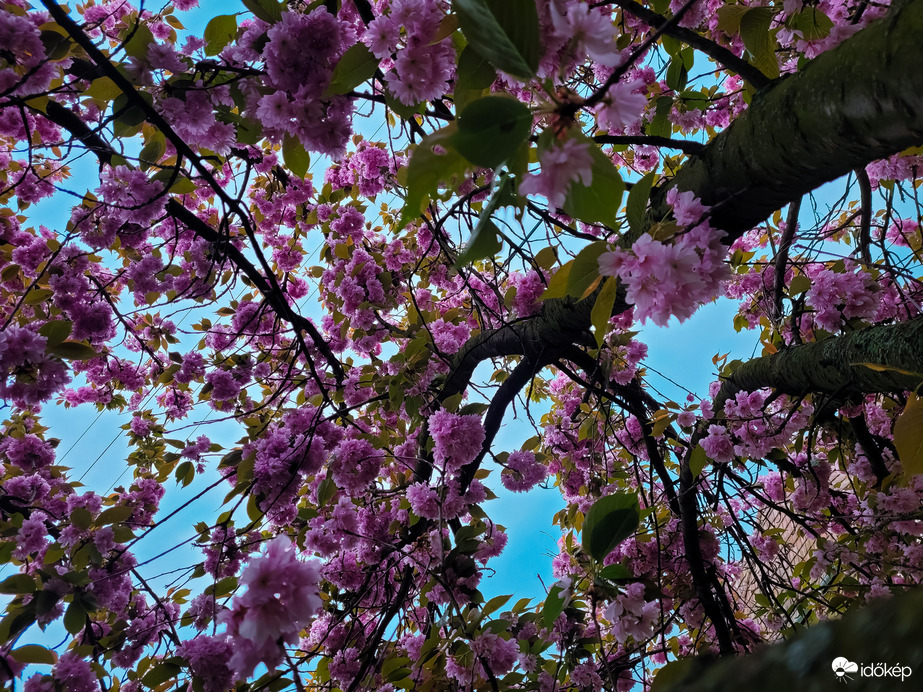 Japán díszcseresznye