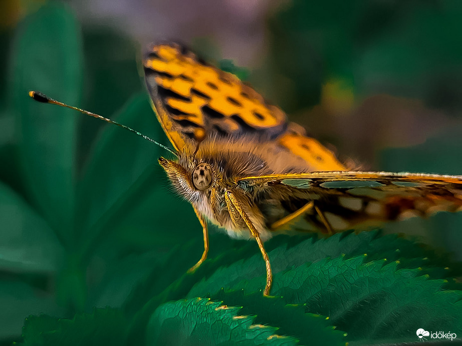 Közönséges gyöngyházlepke