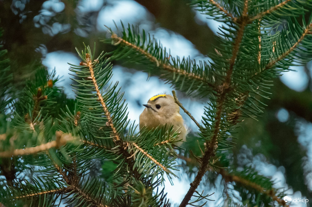 Sárgafejű királyka