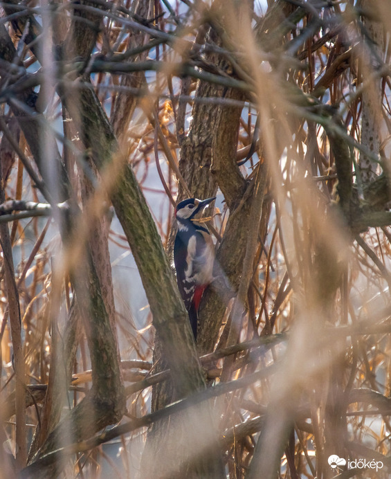 Nagy fakopáncs a sűrű bokorban