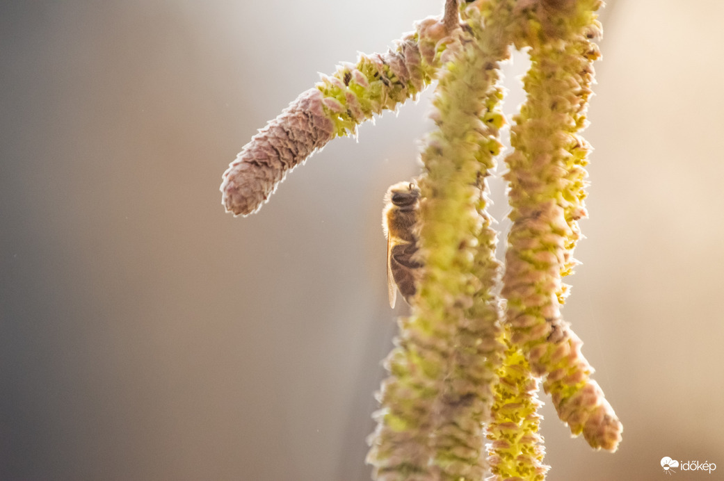 Szorgos Februári munkás.