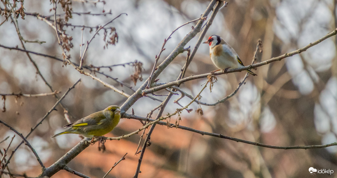 Tengelic és Zöldike