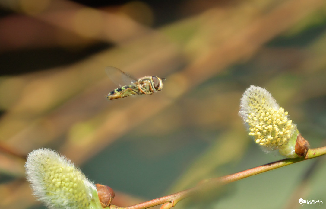 Mert mennek mint az állat 