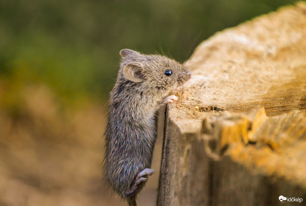 Kis egérke is előbújt a tavaszi jó időre