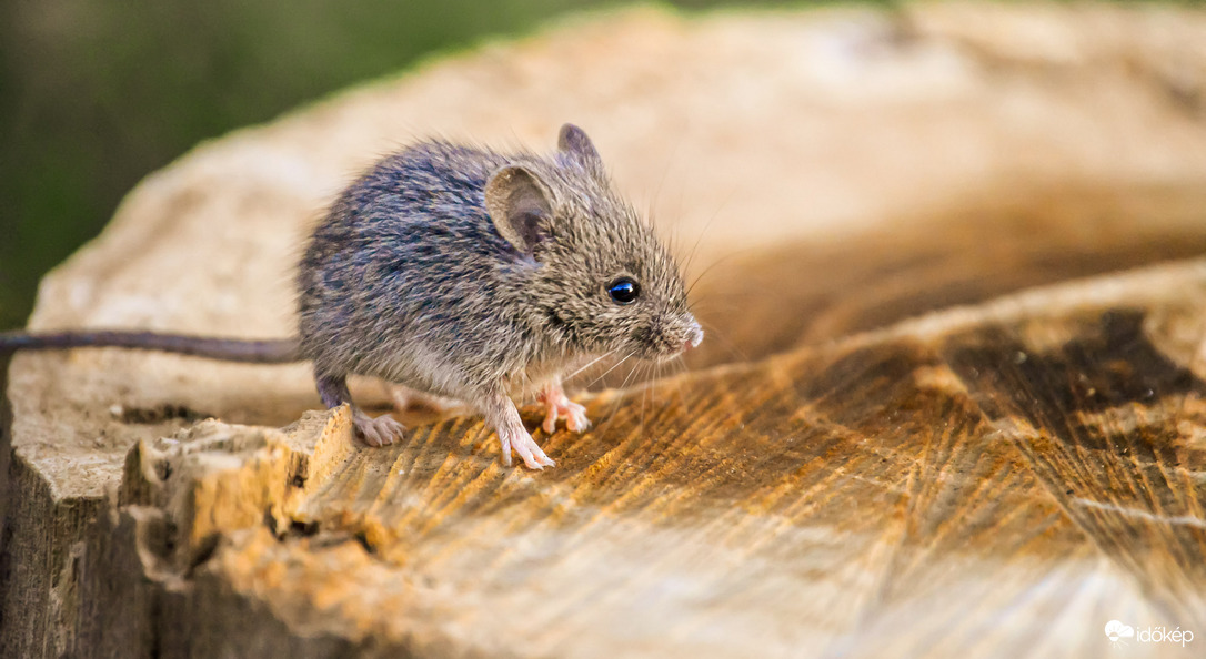 Kis egérke is előbújt a tavaszi jó időre