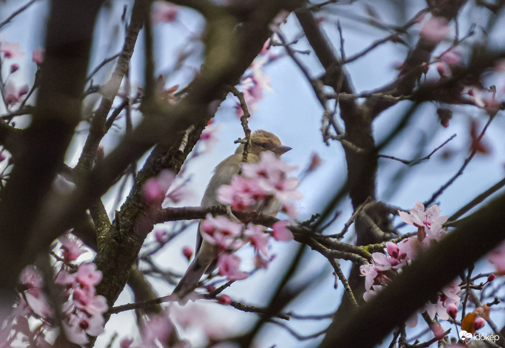 Héj te engem fotózol? 