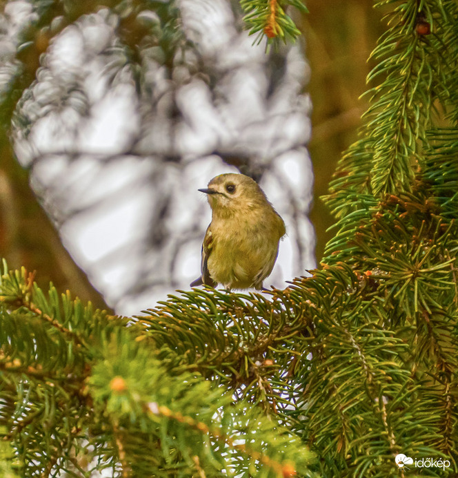 Sárgafejű királyka