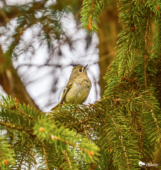 Sárgafejű királyka