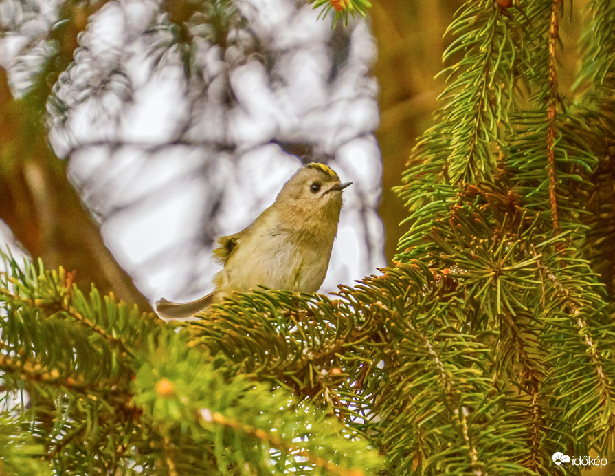 Sárgafejű királyka