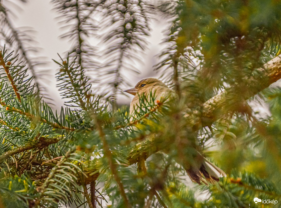 Halihó itt vagyok fent