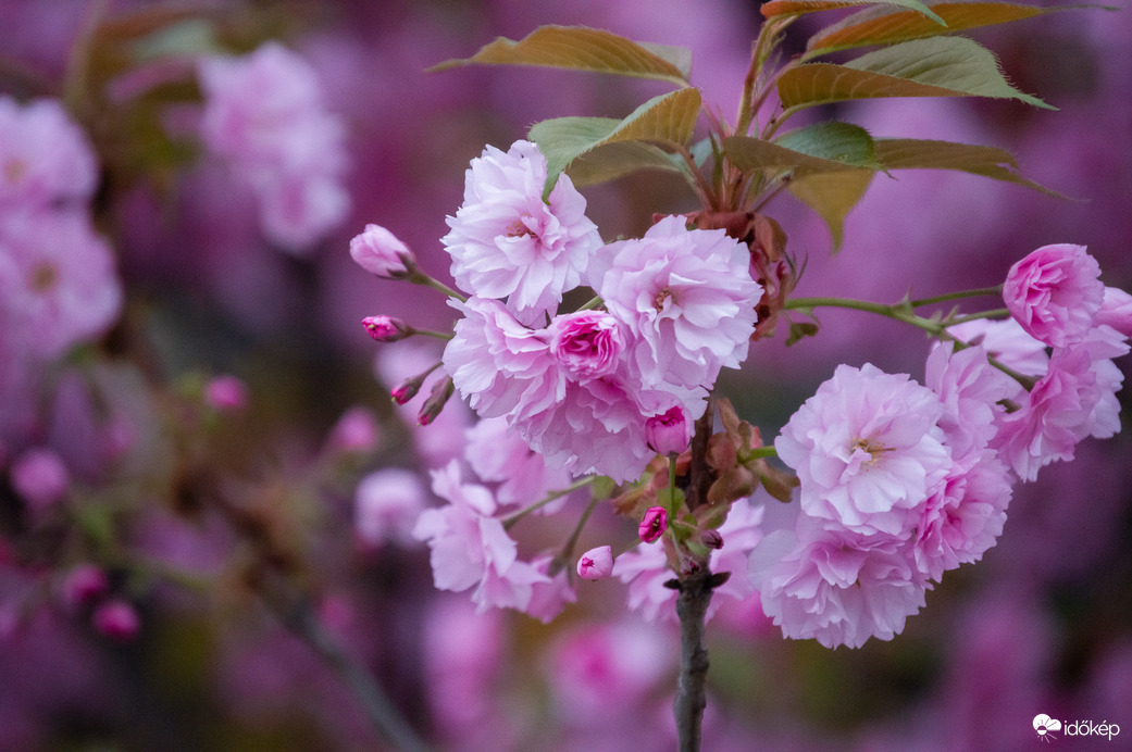 Japán díszcseresznye