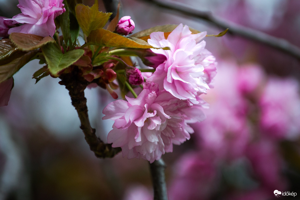 Japán díszcseresznye