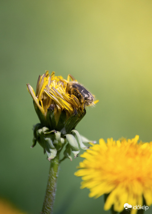 Bundás virágbogár