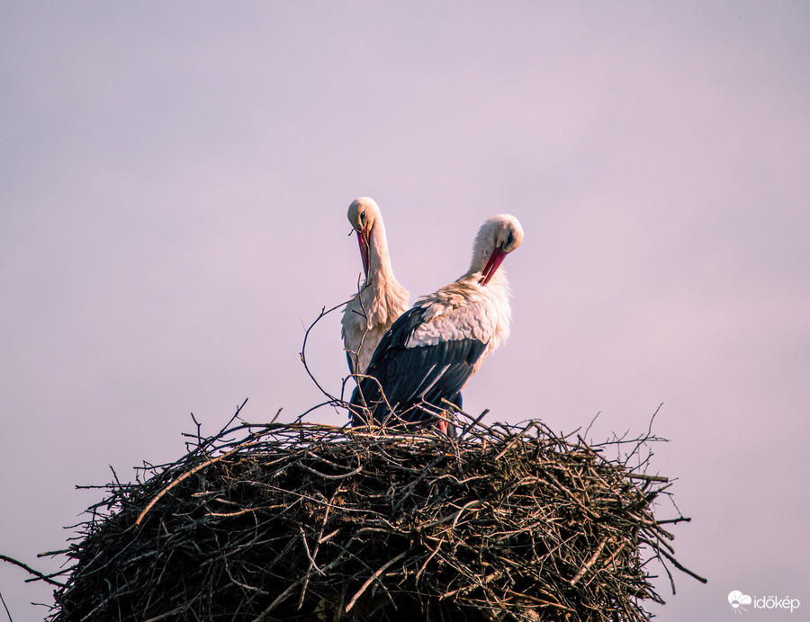 Közös tollászkodás