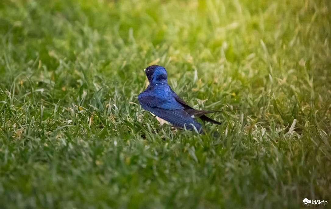 Amikor a kerted fecske barát