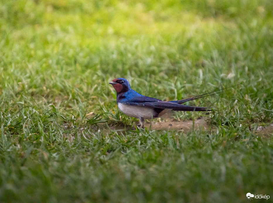 Amikor a kerted fecske barát