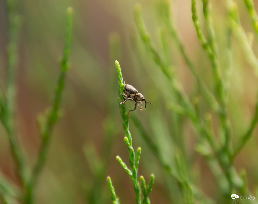 Ormányos kormányos