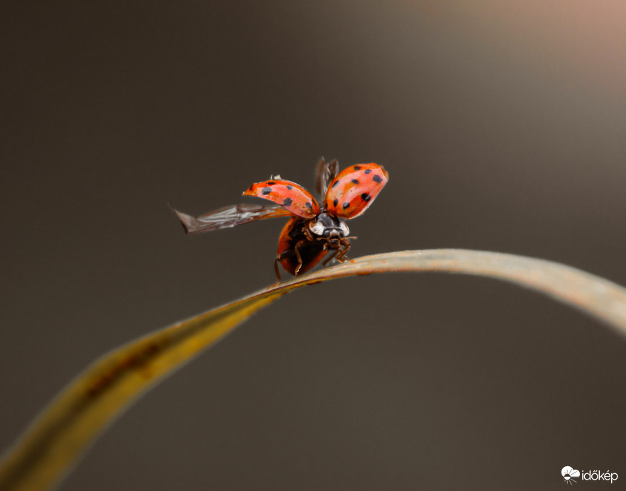 Szárny nyújtás kész